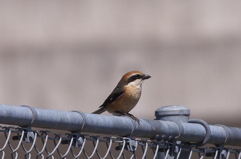 IMGP8479.jpg - モズ