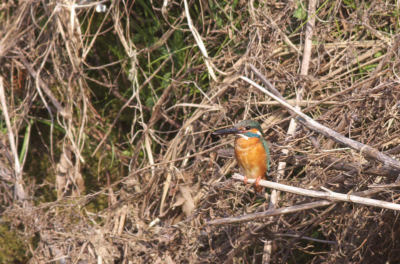 IMGP8615.jpg - カワセミ