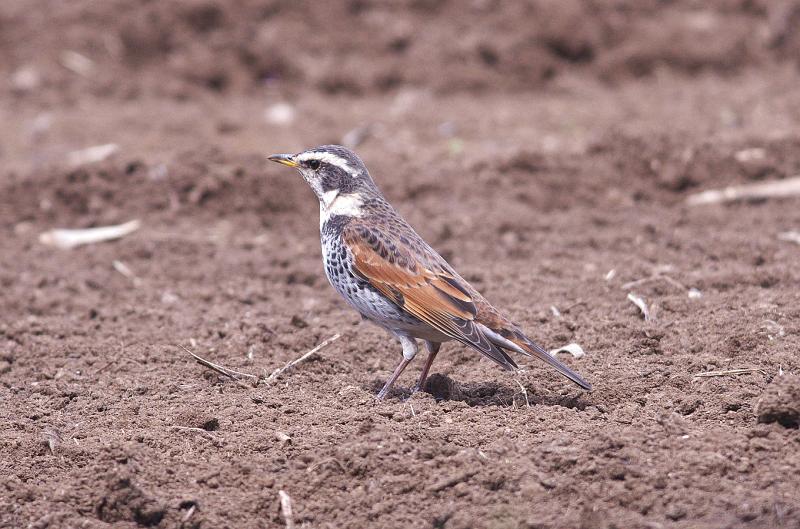 IMGP9214.jpg - ツグミ