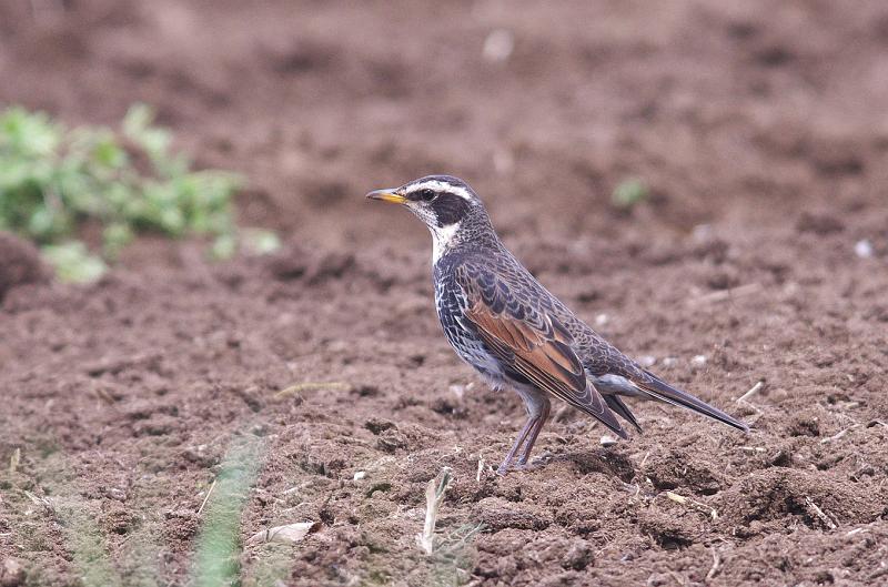 IMGP9242.jpg - ツグミ