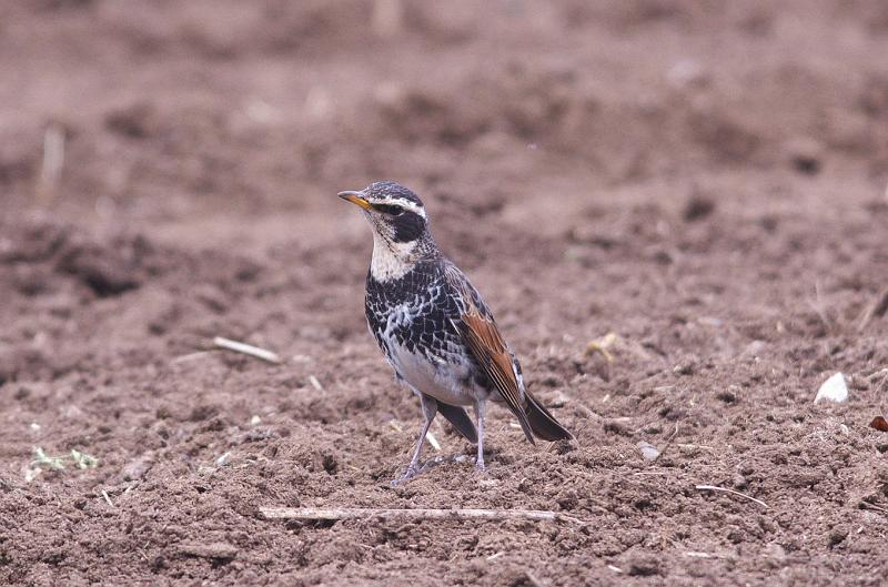 IMGP9257.jpg - ツグミ