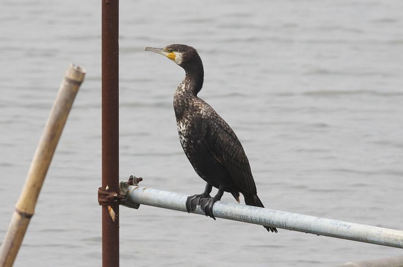 IMGP9336.jpg - カワウ