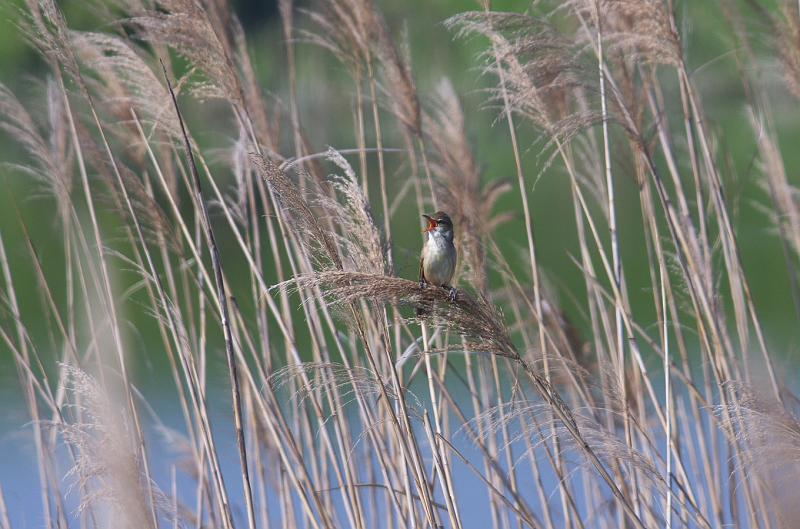 IMGP0016.jpg - オオヨシキリ　手賀沼にて