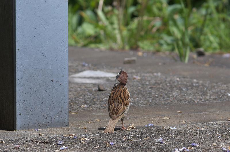 IMGP0237.jpg - 小貝川、福岡堰にて