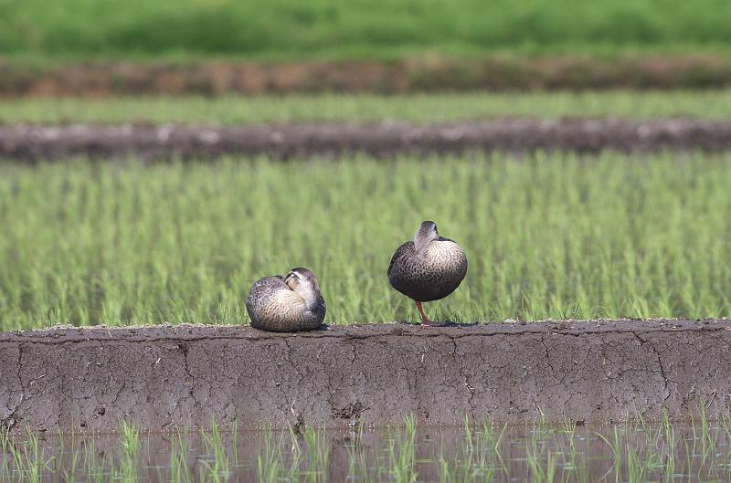 IMGP0485.jpg - カルガモ　茨城県、守谷市にて　