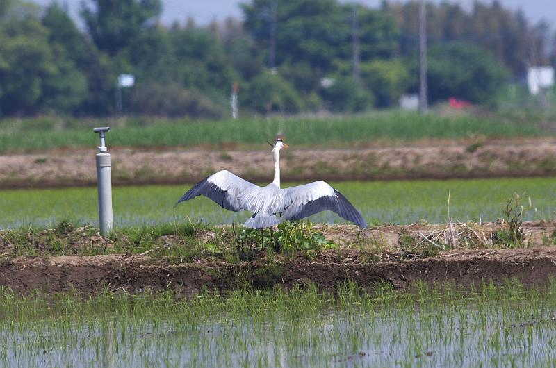 IMGP0504.jpg - アオサギ　茨城県、守谷市にて　