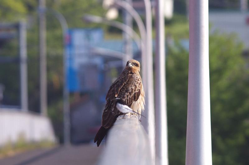 IMGP0632.jpg - トビ　茨城県　那珂川にて