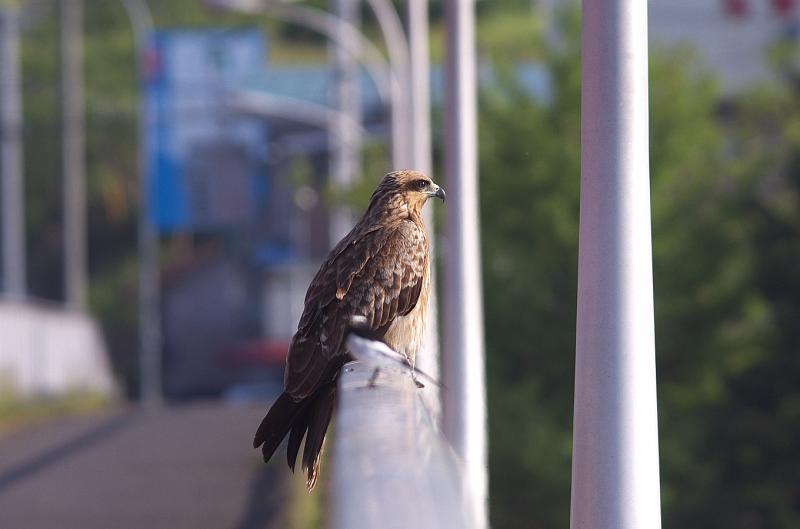 IMGP0636.jpg - トビ　茨城県　那珂川にて