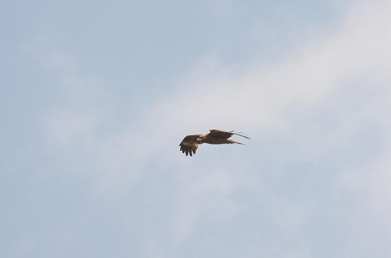 IMGP0647.jpg - トビ　茨城県　那珂川にて