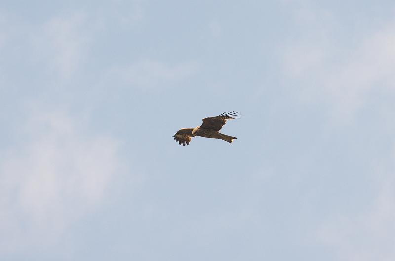 IMGP0648.jpg - トビ　茨城県　那珂川にて