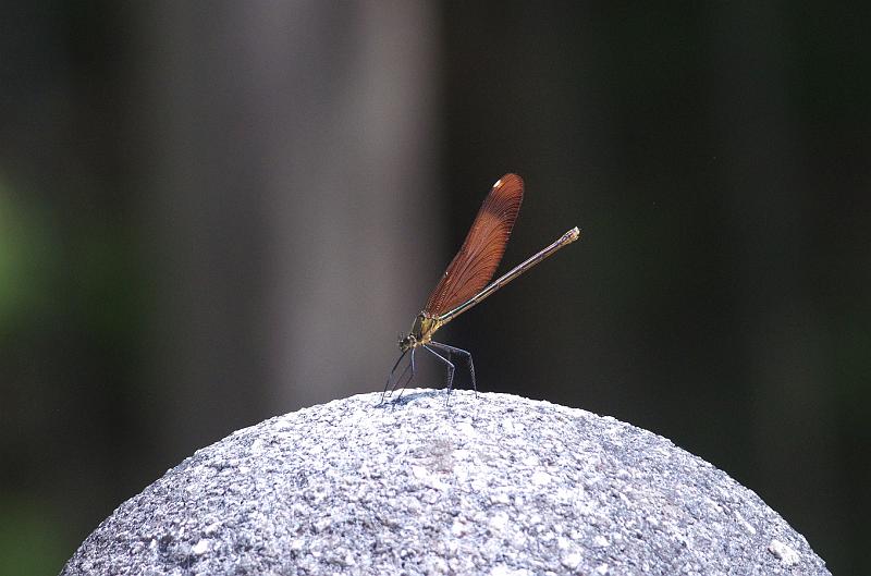 IMGP0762.jpg - ニホンカワトンボ　栃木県那須烏山市にて