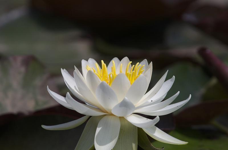 IMGP0811.jpg - 茂木町付近にて