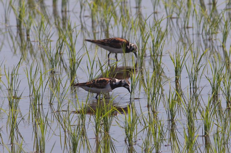 IMGP1165.jpg - キョウジョシギ　印西市にて