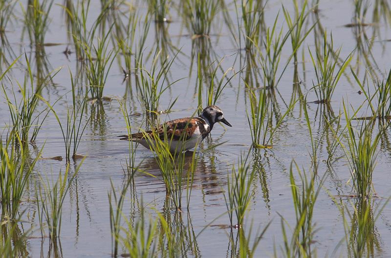 IMGP1187.jpg - キョウジョシギ　印西市にて