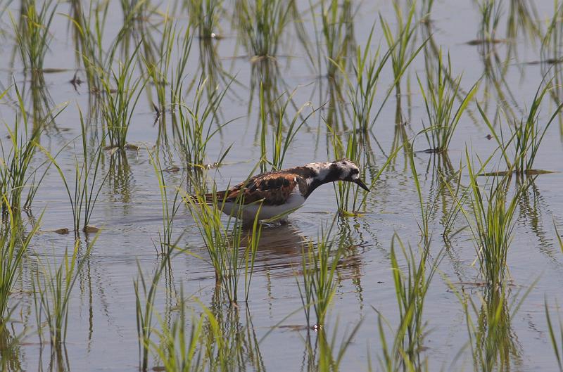 IMGP1188.jpg - キョウジョシギ　印西市にて