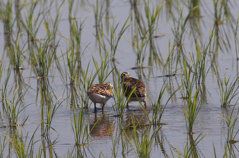 IMGP1192.jpg - キョウジョシギ　印西市にて