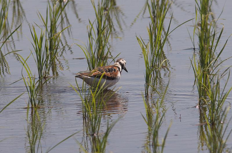 IMGP1212.jpg - キョウジョシギ　印西市にて