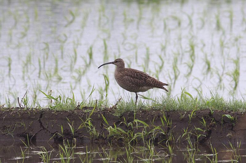 IMGP1379.jpg - チュウシャクシギ　白井市にて
