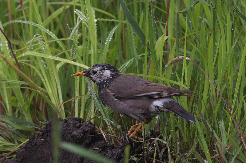 IMGP1440.jpg - ムクドリ　印西市にて