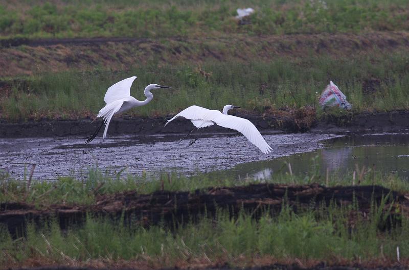 IMGP1579.jpg - コサギ　白井市にて