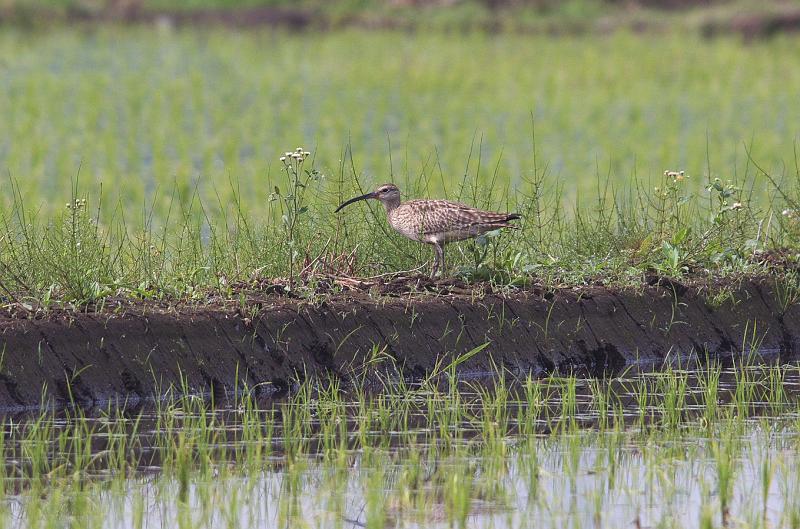 IMGP1687.jpg - チュウシャクシギ　白井市にて　