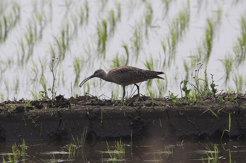 IMGP1703.jpg - チュウシャクシギ　白井市にて　