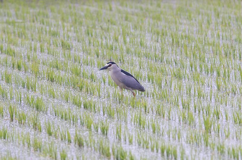 IMGP1760.jpg - ゴイサギ　印西市にて