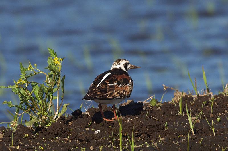 IMGP2350.jpg - キョウジョシギ　　印西市にて