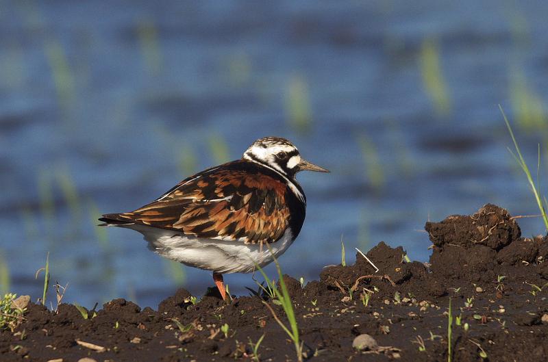 IMGP2362.jpg - キョウジョシギ　　印西市にて