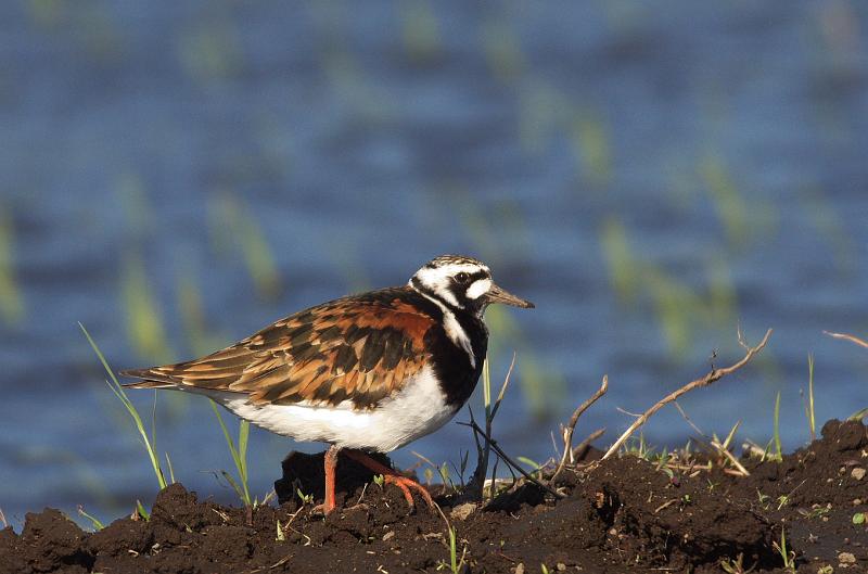 IMGP2382.jpg - キョウジョシギ　　印西市にて
