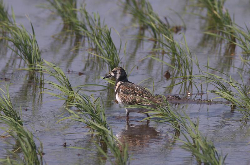 IMGP2541.jpg - キョウジョシギ　　印西市にて