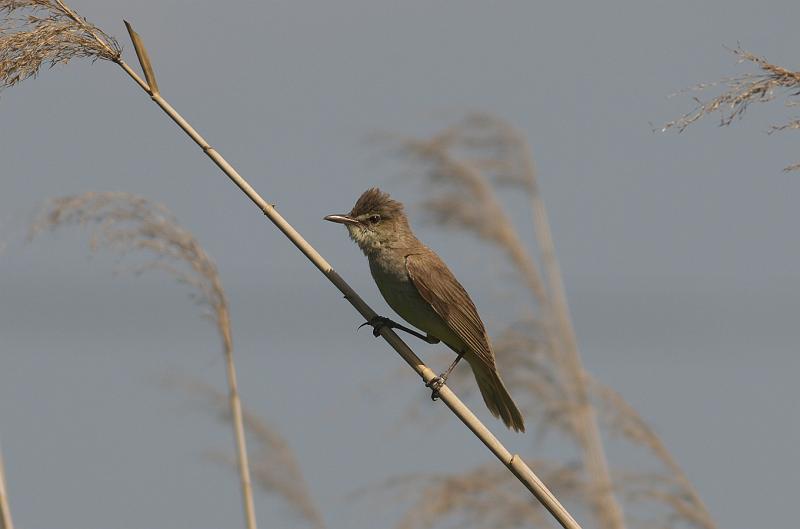 IMGP2803.jpg - オオヨシキリ　白井市にて
