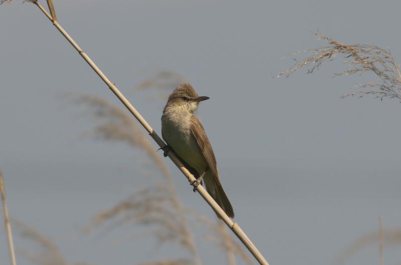 IMGP2807.jpg - オオヨシキリ　白井市にて