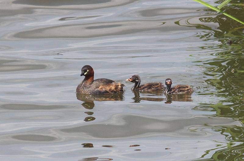 IMGP3239.jpg - カイツブリ　手賀沼にて
