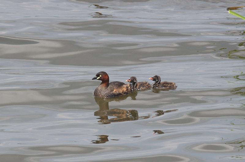 IMGP3244.jpg - カイツブリ　手賀沼にて