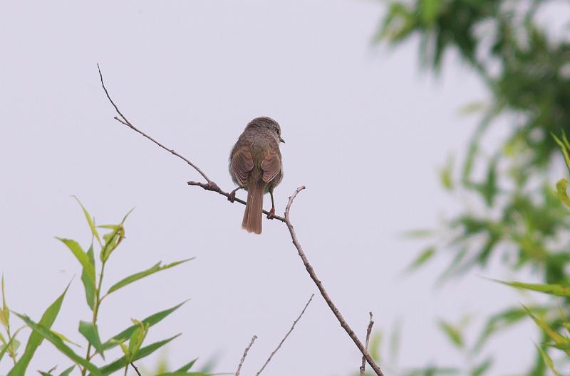 IMGP3323.jpg - ウグイス　霞ヶ浦にて