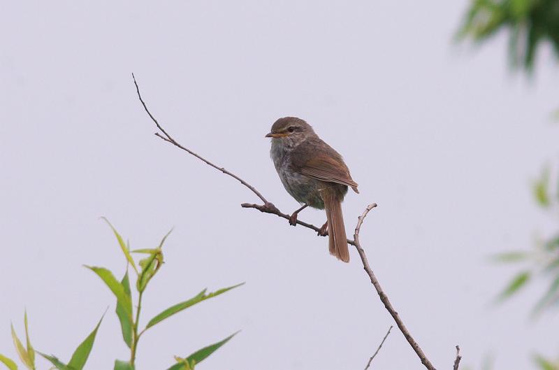 IMGP3328.jpg - ウグイス　霞ヶ浦にて