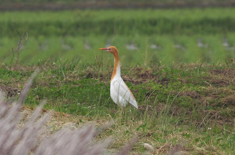 IMGP3364.jpg - アマサギ　霞ヶ浦付近にて