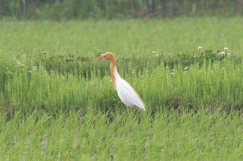 IMGP3372.jpg - アマサギ　霞ヶ浦付近にて