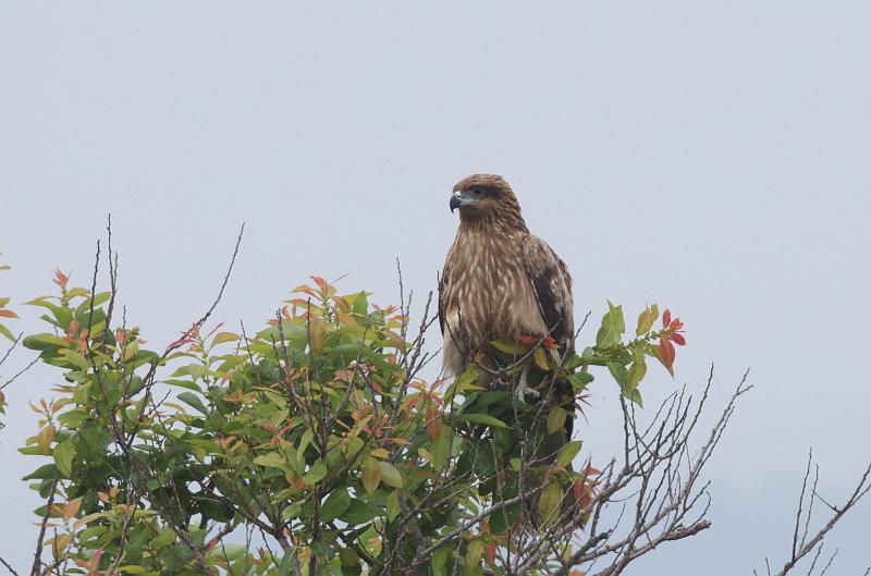 IMGP3544.jpg - トビ　霞ヶ浦にて