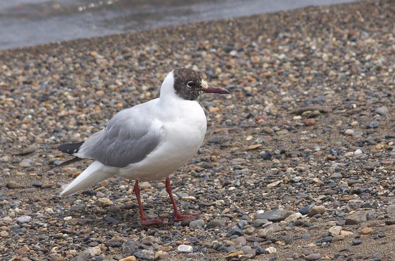 IMGP3571.jpg - ユリカモメ　霞ヶ浦にて
