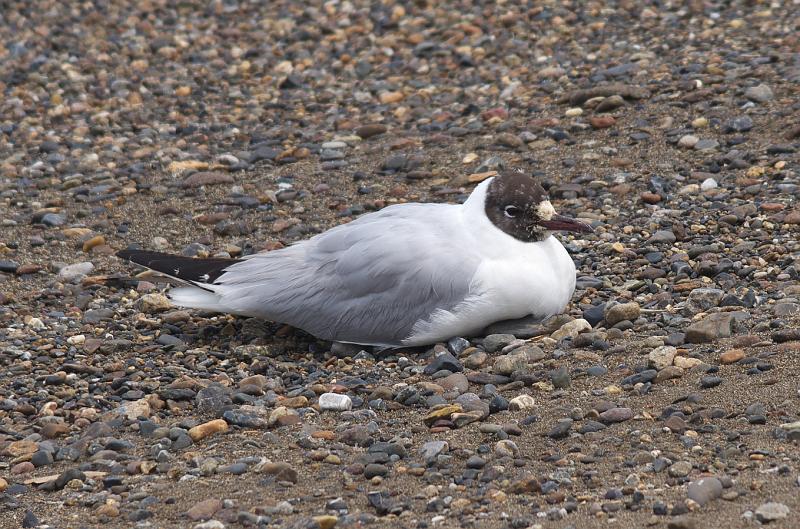 IMGP3590.jpg - ユリカモメ　霞ヶ浦にて