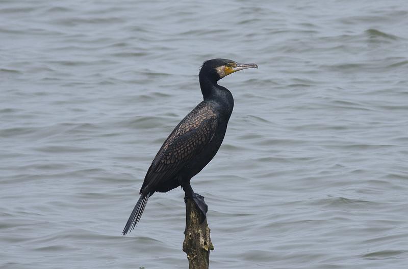 IMGP3621.jpg - カワウ　霞ヶ浦にて