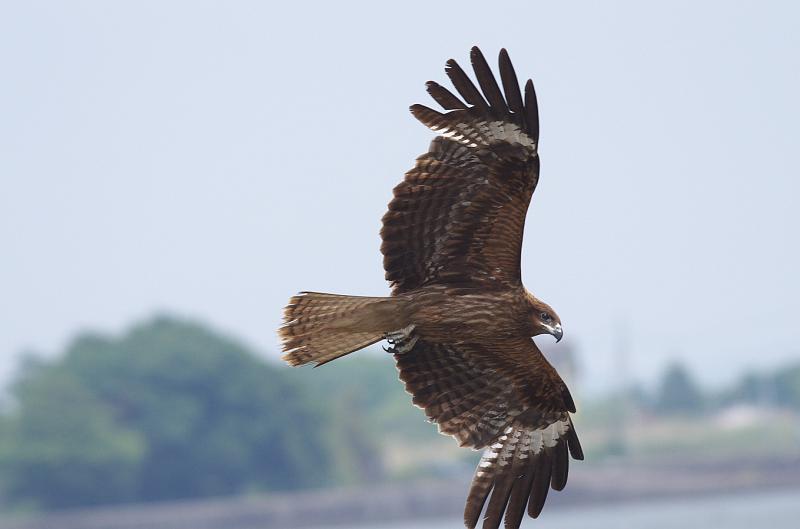 IMGP3711.jpg - トビ　霞ヶ浦にて