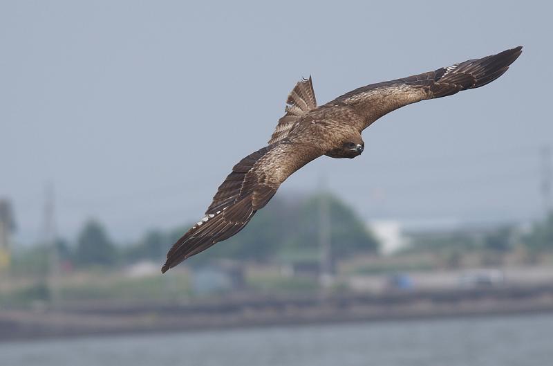 IMGP3755.jpg - トビ　霞ヶ浦にて