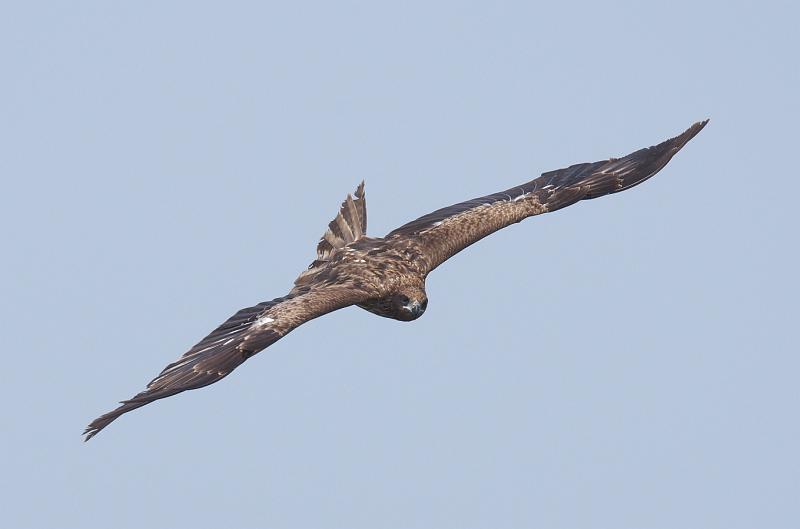 IMGP3798.jpg - トビ　霞ヶ浦にて