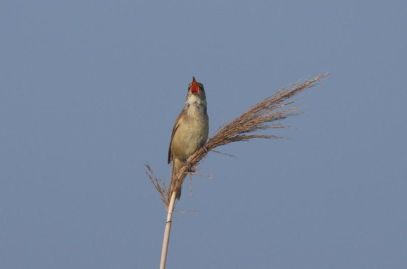 IMGP4956.jpg - オオヨシキリ　花見川サイクリングロードにて