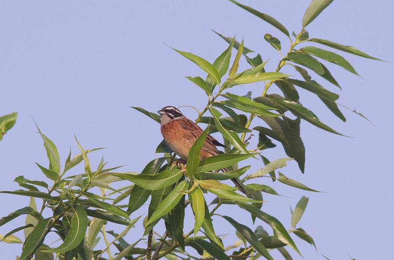 IMGP5015.jpg - ホオジロ　花見川サイクリングロードにて
