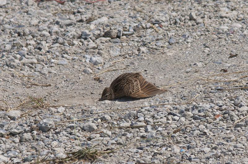 IMGP5308.jpg - ヒバリ　利根川サイクリングロードにて