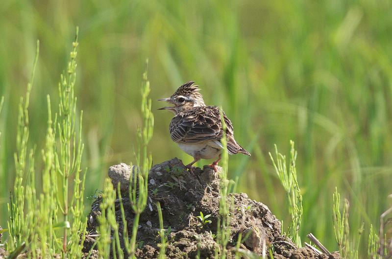 IMGP5403.jpg - ヒバリ　栄町にて